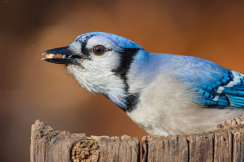 Blue jay cracking corn.