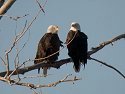 Bald eagles (residents, mates?) near the active nest site, digiscoped, Squaw Creek National Wildlife Refuge, Missouri.