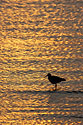 Sunset at Merritt Island NWR, Florida.