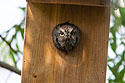 Screech owl in a nest box, Merritt Island NWR, Florida.