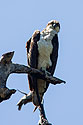 Osprey, Honeymoon Island, Florida.
