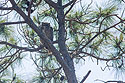 Great Horned Owl watching its nest, Honeymoon Island, Florida.