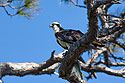 Osprey, Honeymoon Island, Florida.
