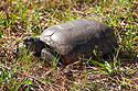 Lots of turtles (or are they tortoises) on Honeymoon Island, Florida.