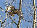 Red-tailed hawk, Squaw Creek National Wildlife Refuge, Missouri.