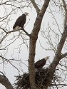 Bald eagles (residents) vocalizing at one of their old nests, Squaw Creek National Wildlife Refuge, Missouri.