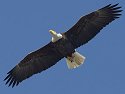 Bald eagle, Squaw Creek National Wildlife Refuge, Missouri.