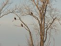 Bald eagles (residents) at sunset, Squaw Creek National Wildlife Refuge, Missouri.