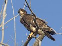 Juvenile bald eagle, Squaw Creek National Wildlife Refuge, Missouri.