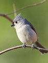 Tufted titmouse.