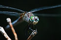Dragonfly, Canon 100 macro lens.