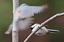 A shutter speed of 1/250 is quick enough to get a chickadee sitting on a branch, but not nearly fast enough to freeze a tufted titmouse thinking about landing on the same branch.