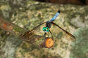 Dragonfly, Stony Brook Audubon Refuge with Canon G6 camera.