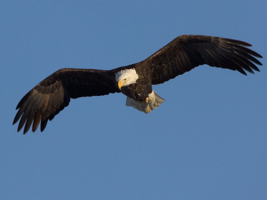 Bald eagle looks for fish, Mississippi River.  Click for next photo.