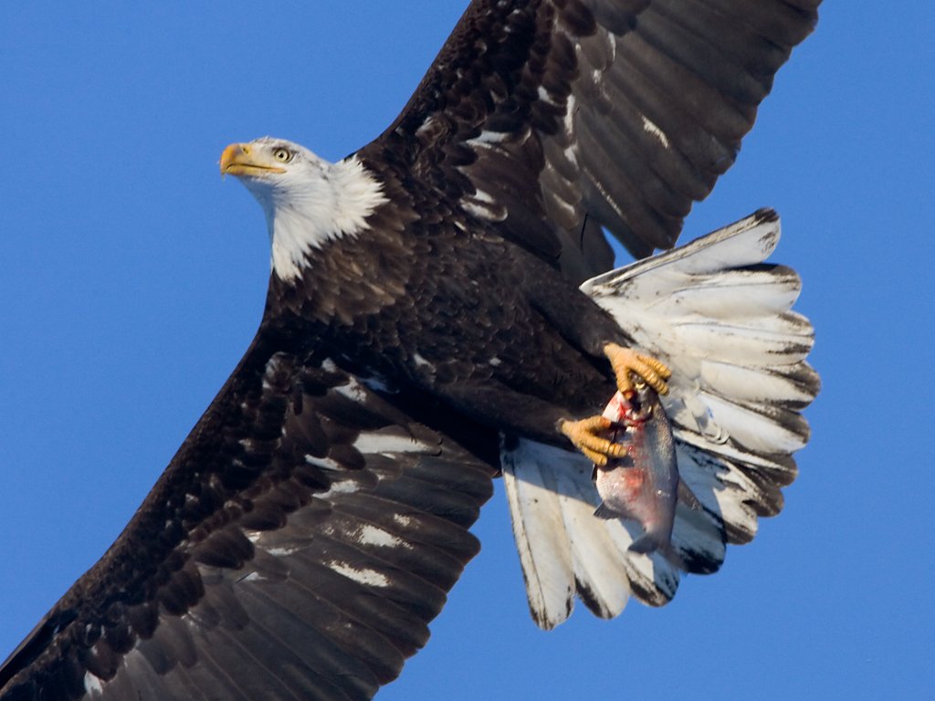 Bald eagle with a fish, Mississippi River.  Click for next photo.