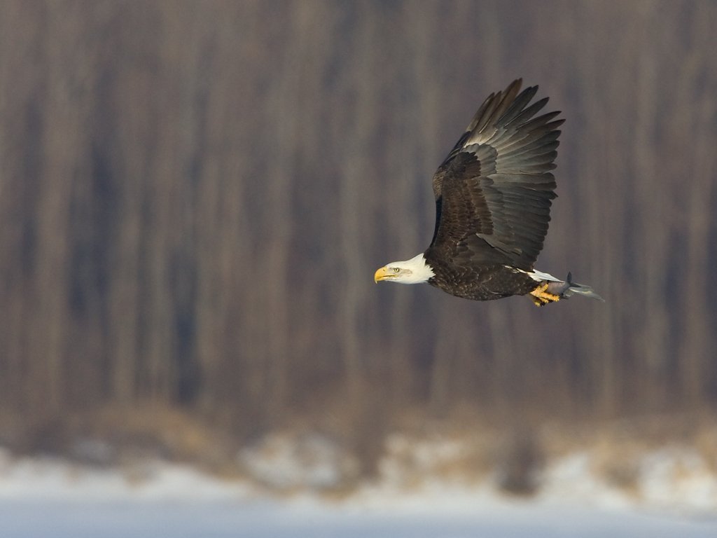 Bald eagle, Mississippi River.  Click for next photo.