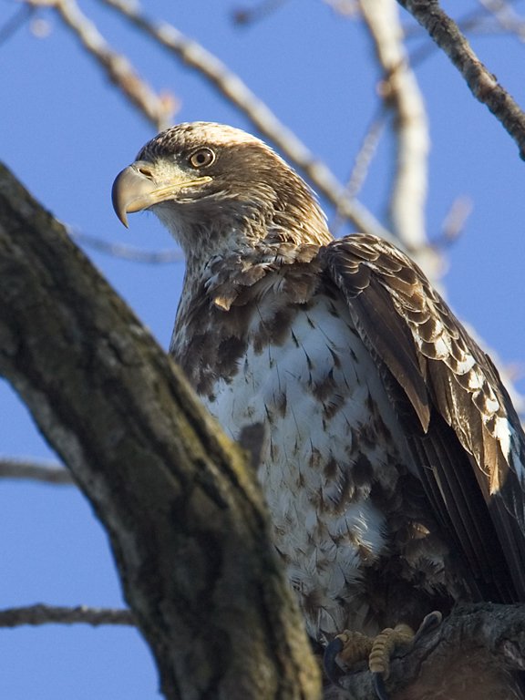 Juvenile bald eagle, Mississippi River.  Click for next photo.