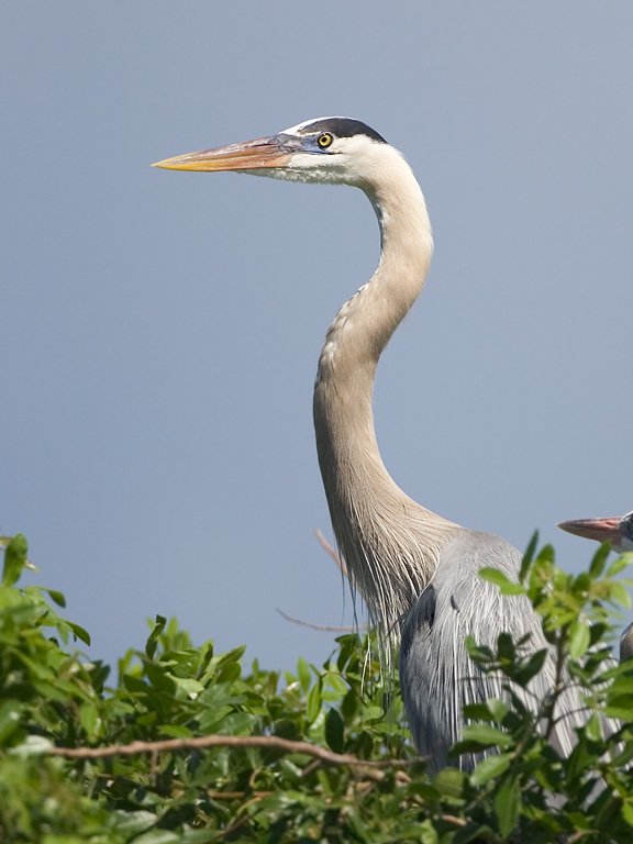 Blue heron, Venice, Florida.  Click for next photo.