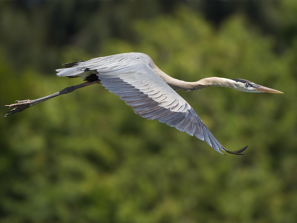 Blue heron, Venice, Florida.  Click for next photo.