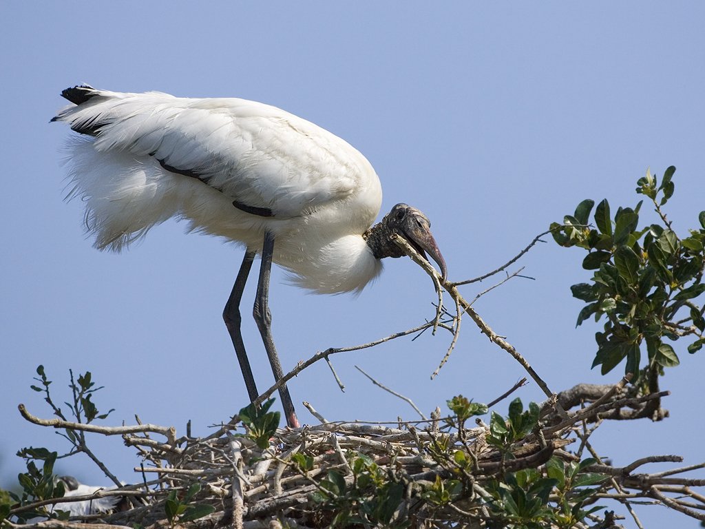 Wood stork, St. Augustine Alligator Farm, Florida.  Click for next photo.