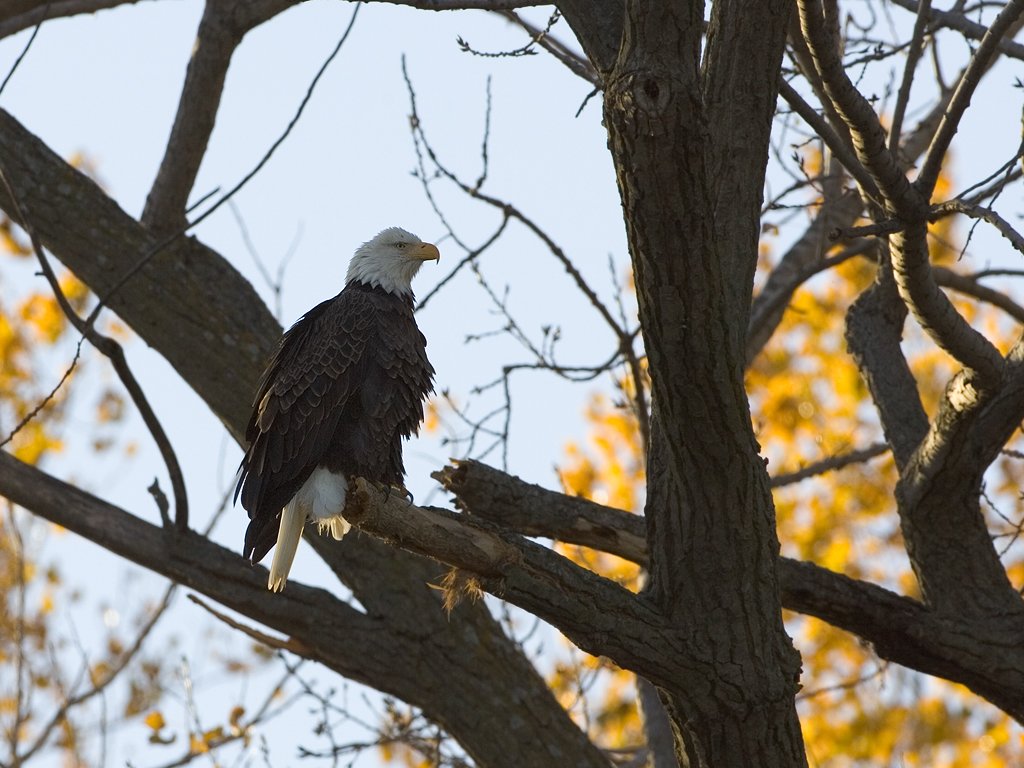 Bald Eagle, Squaw Creek NWR  Click for next photo.