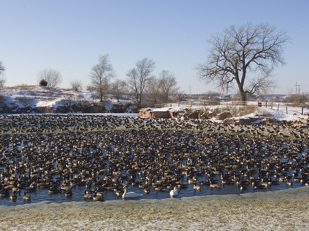 Canada geese (mostly), Arrowhead Park, Sioux Falls, SD.  Click for next photo.
