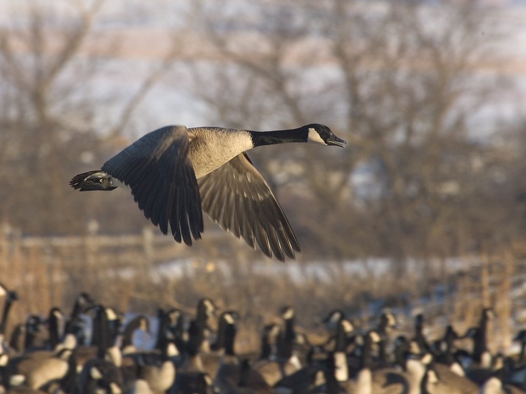 Canada goose, Arrowhead Park, Sioux Falls, SD.  Click for next photo.