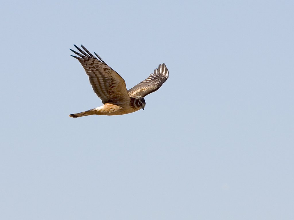 Harrier, Bosque del Apache NWR, New Mexico.  Click for next photo.