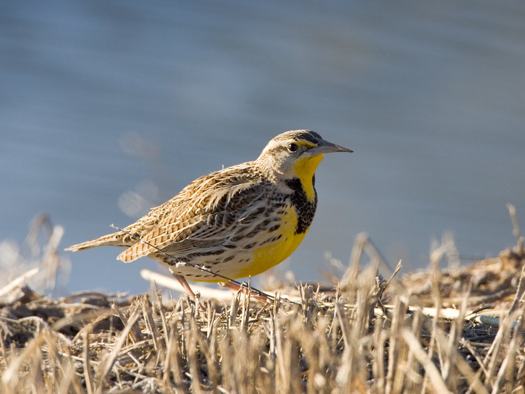 Meadowlark, Bosque del Apache NWR, New Mexico.  Click for next photo.