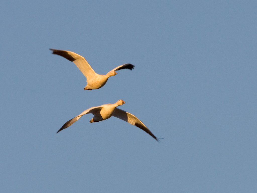 Snow geese, Bosque del Apache NWR, New Mexico.  Click for next photo.