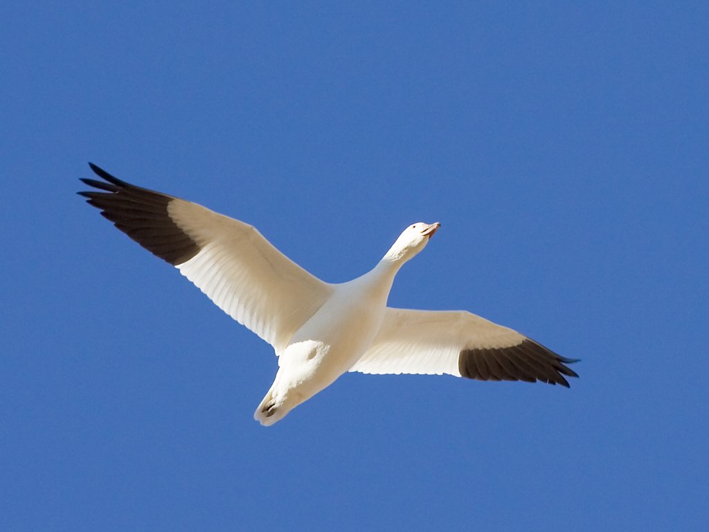 Snow goose, Bosque del Apache NWR, New Mexico.  Click for next photo.