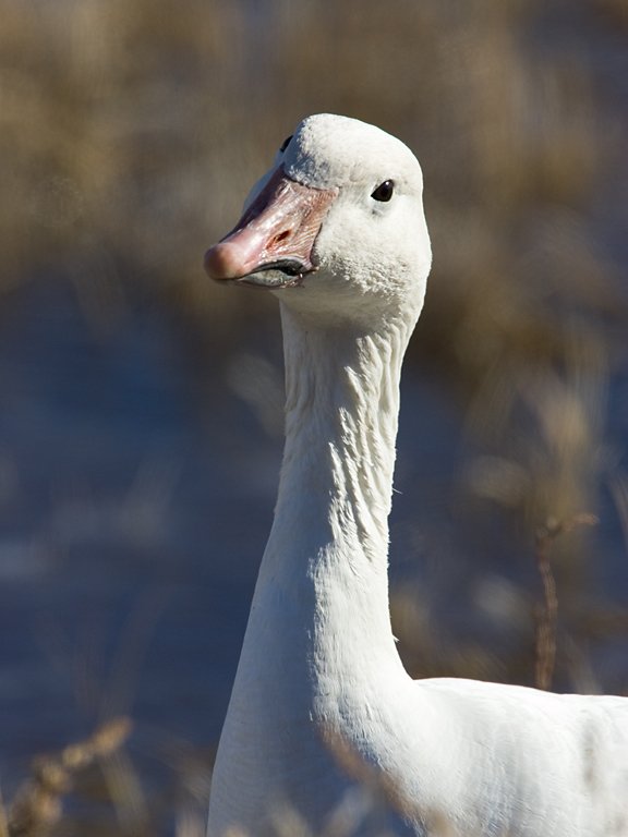 Snow goose auditioning for an insurance commercial, Bosque del Apache NWR, New Mexico.  Click for next photo.