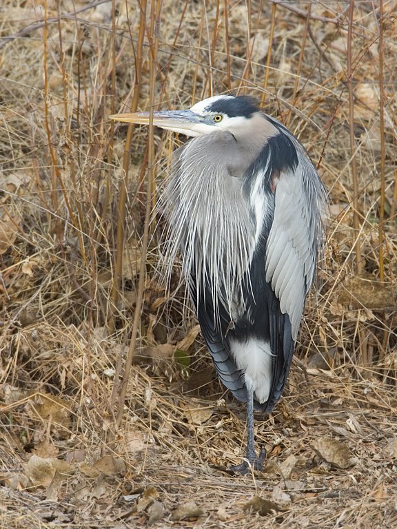 Heron, Bosque del Apache NWR, New Mexico.  Click for next photo.