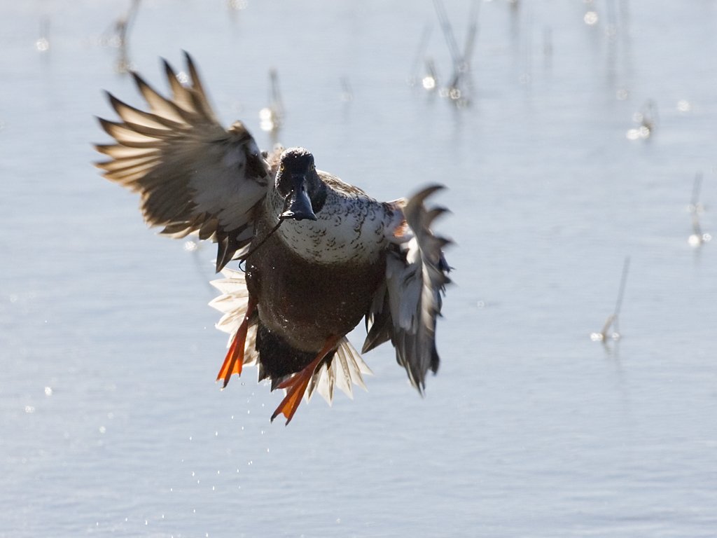 Northern Shoveler duck comes in for a landing, Bosque del Apache NWR, New Mexico.  Click for next photo.