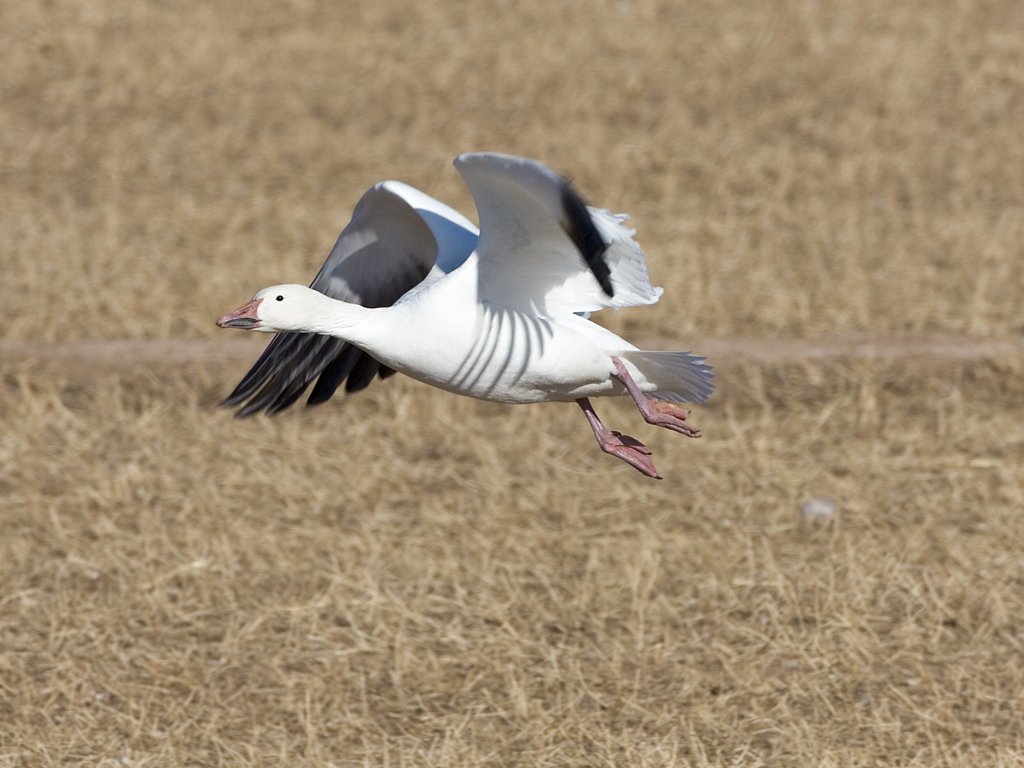 Snow goose takes off, Bosque del Apache NWR, New Mexico.  Click for next photo.