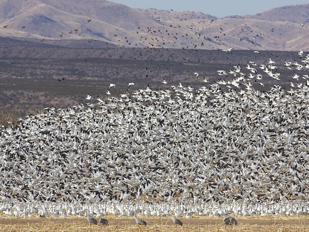 Snow geese react to the sight of an eagle, Bosque del Apache NWR, New Mexico.  Click for next photo.