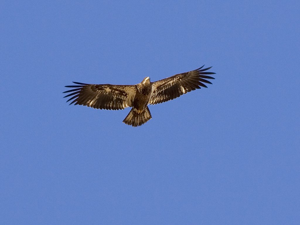Bald Eagle (juvenile), Bosque del Apache NWR, New Mexico.  Click for next photo.