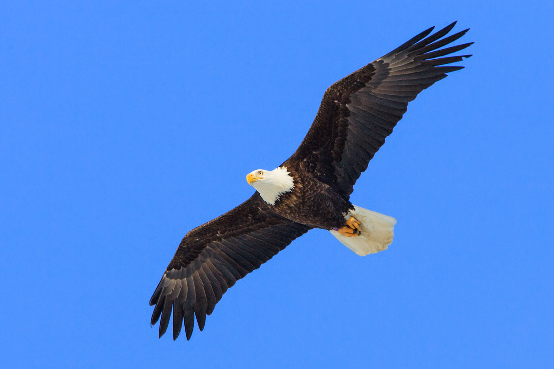 Bald eagle, Mississippi River.  Click for next photo.