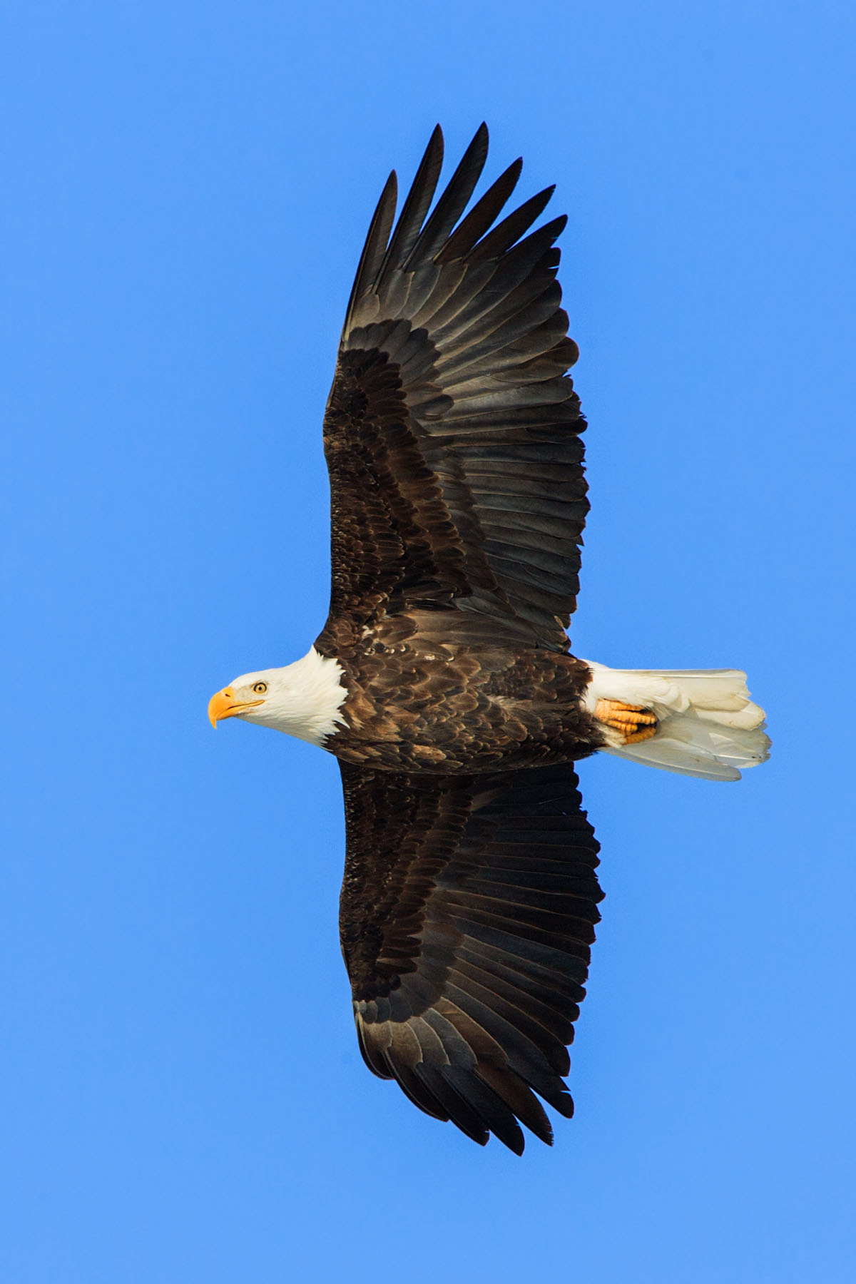 Bald eagle, Mississippi River.  Click for next photo.