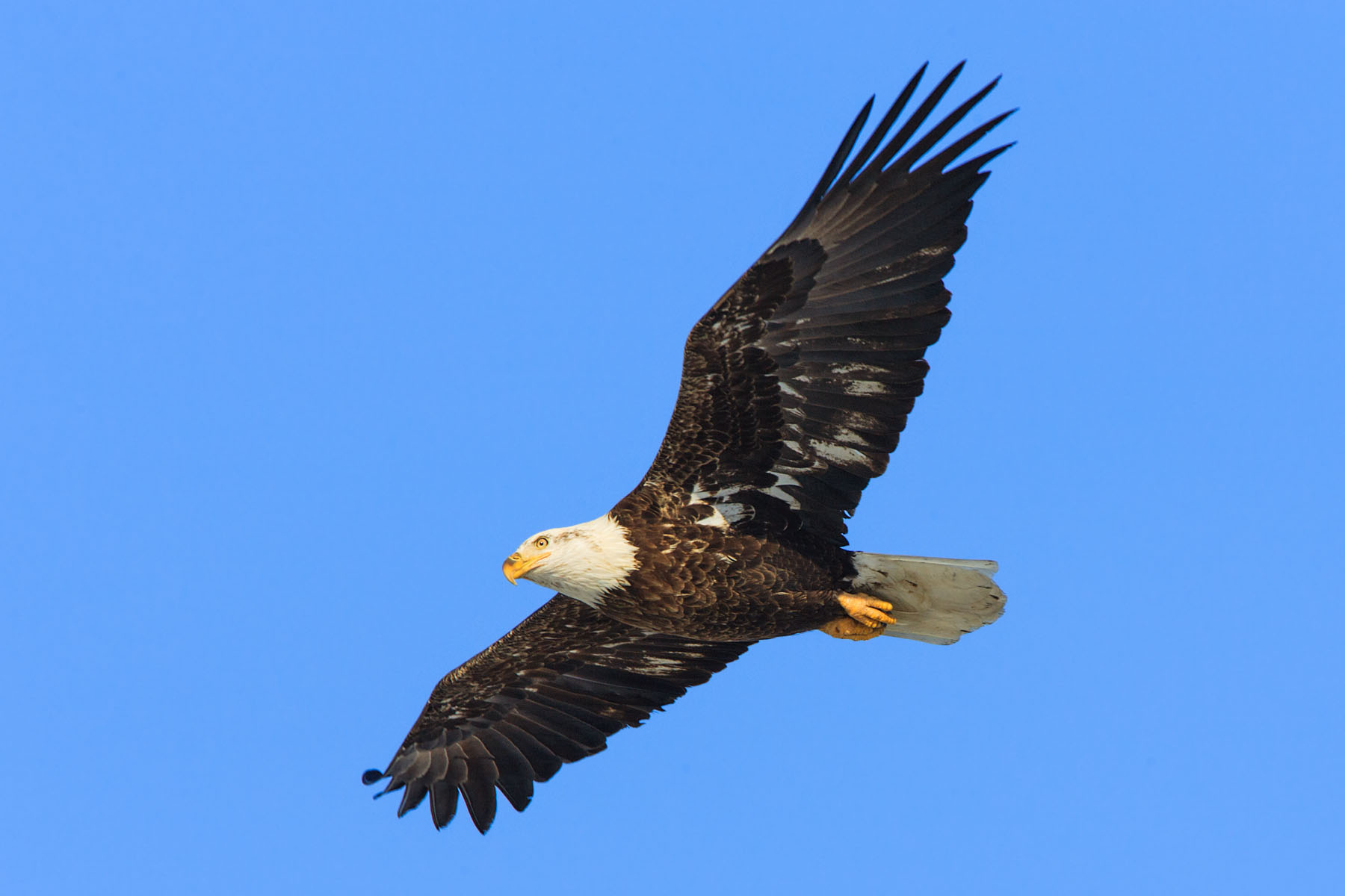Bald eagle with just a hint remaining of juvenile plumage, Mississippi River.  Click for next photo.