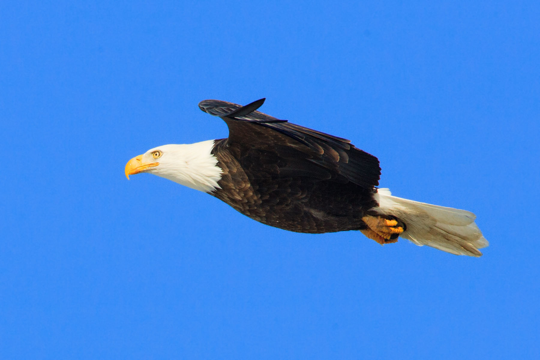 Bald eagle, Mississippi River.  Click for next photo.