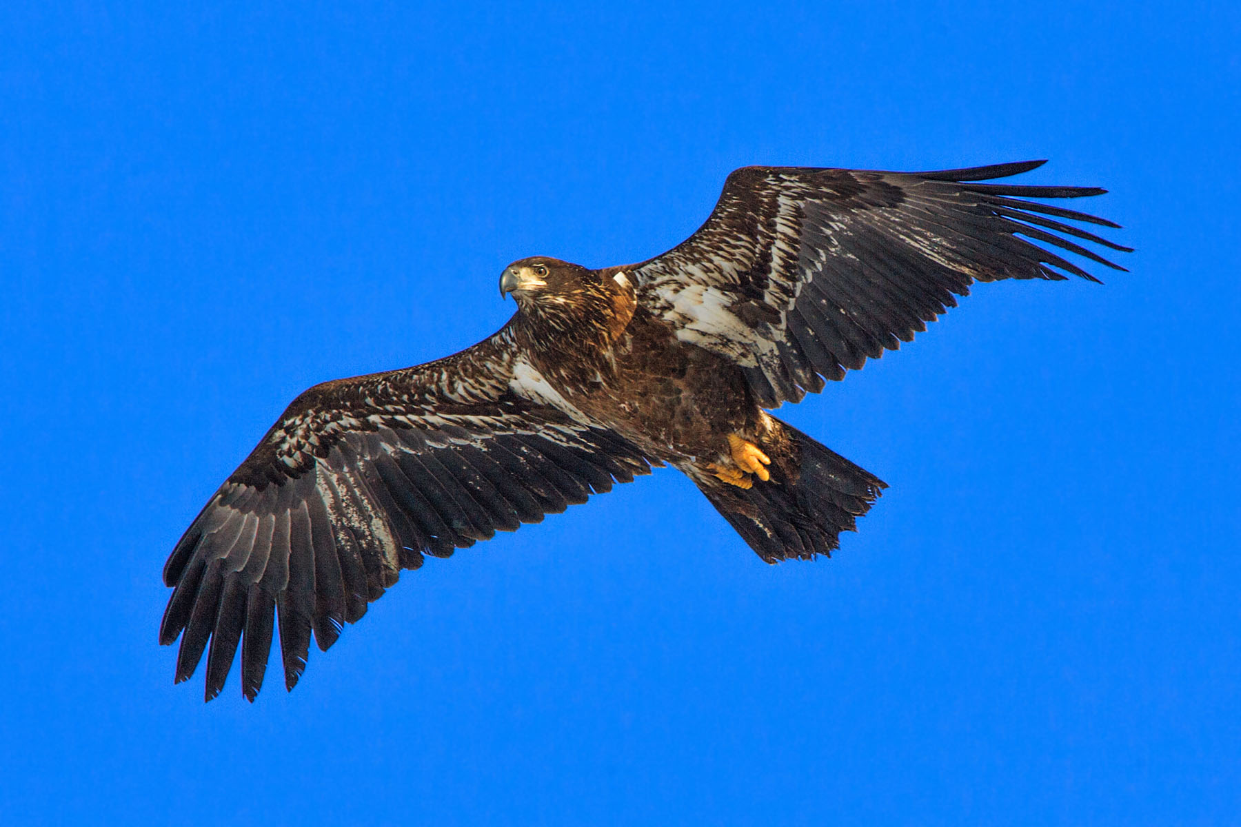 Juvenile bald eagle, Mississippi River.  Click for next photo.