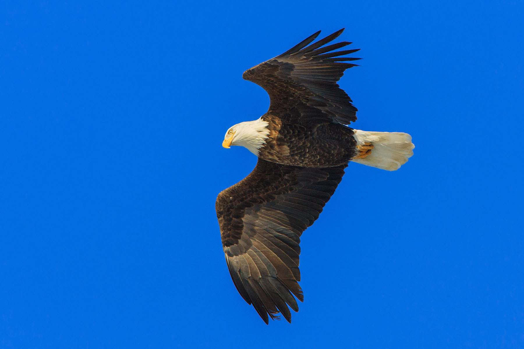 Bald eagle, Mississippi River.  Click for next photo.