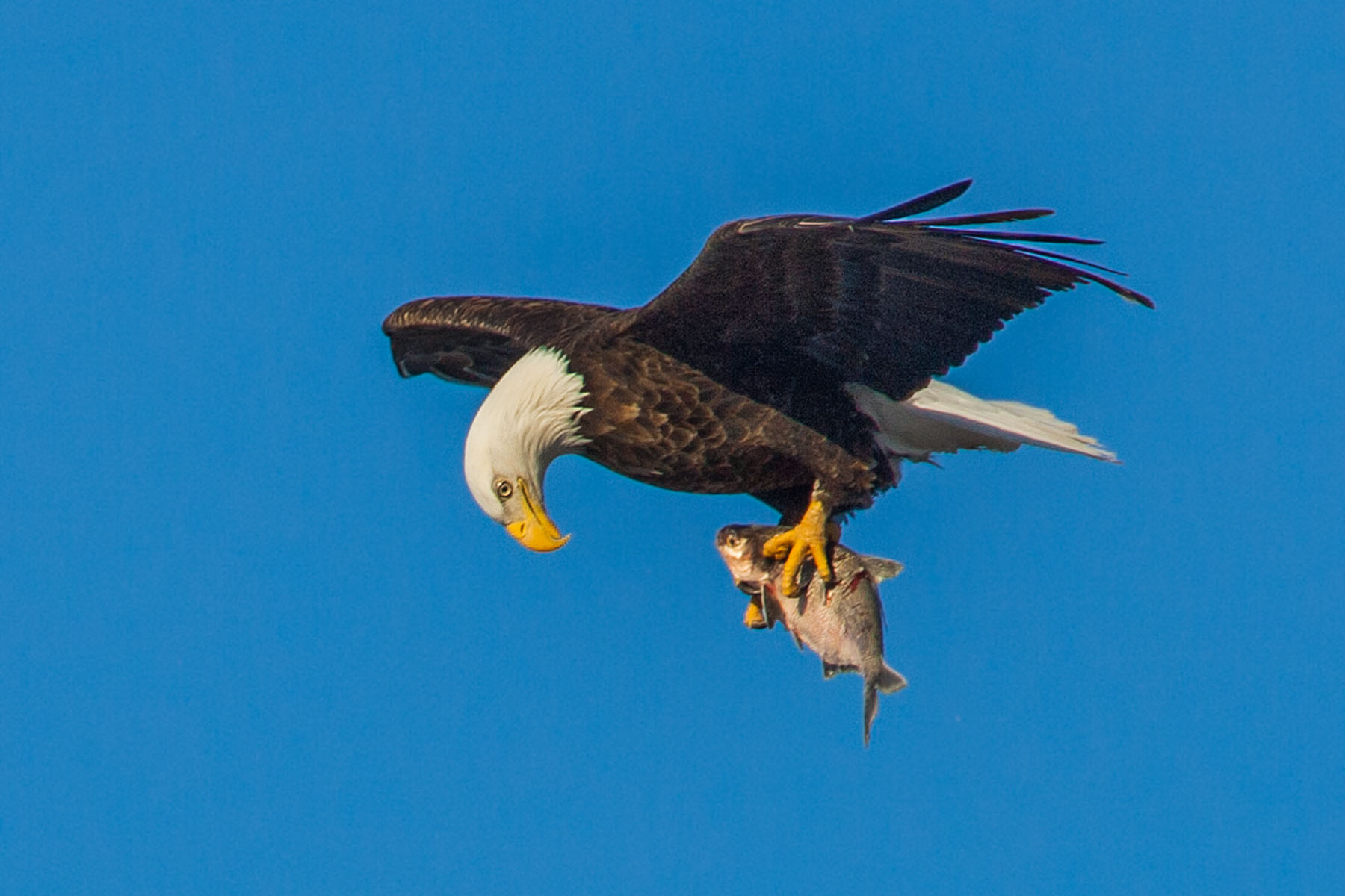 Bald eagle checks out its catch, Mississippi River.  Click for next photo.