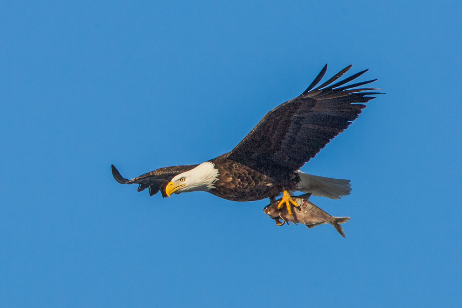 Bald eagle lugs a fish, Mississippi River.  Click for next photo.