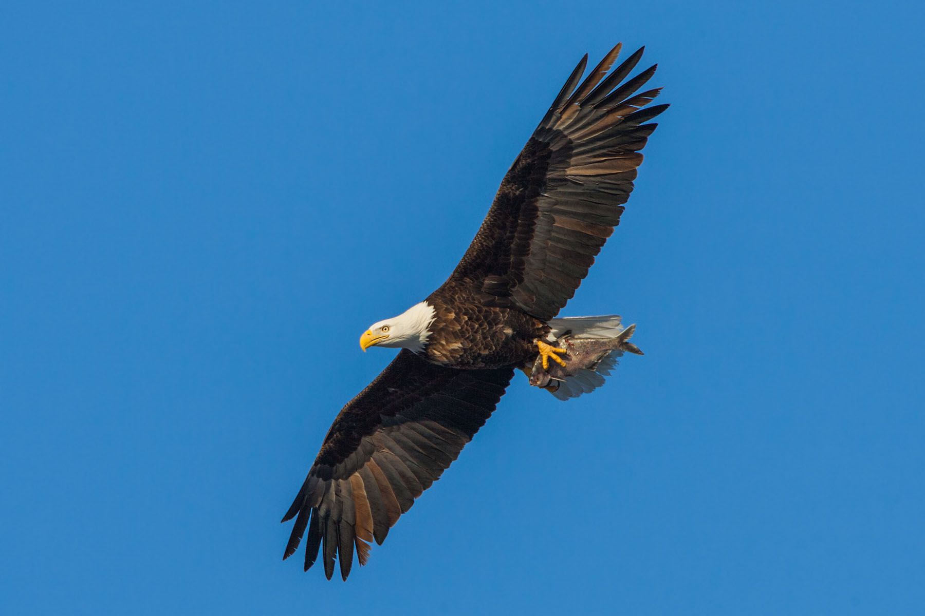 Bald eagle lugs a fish, Mississippi River.  Click for next photo.