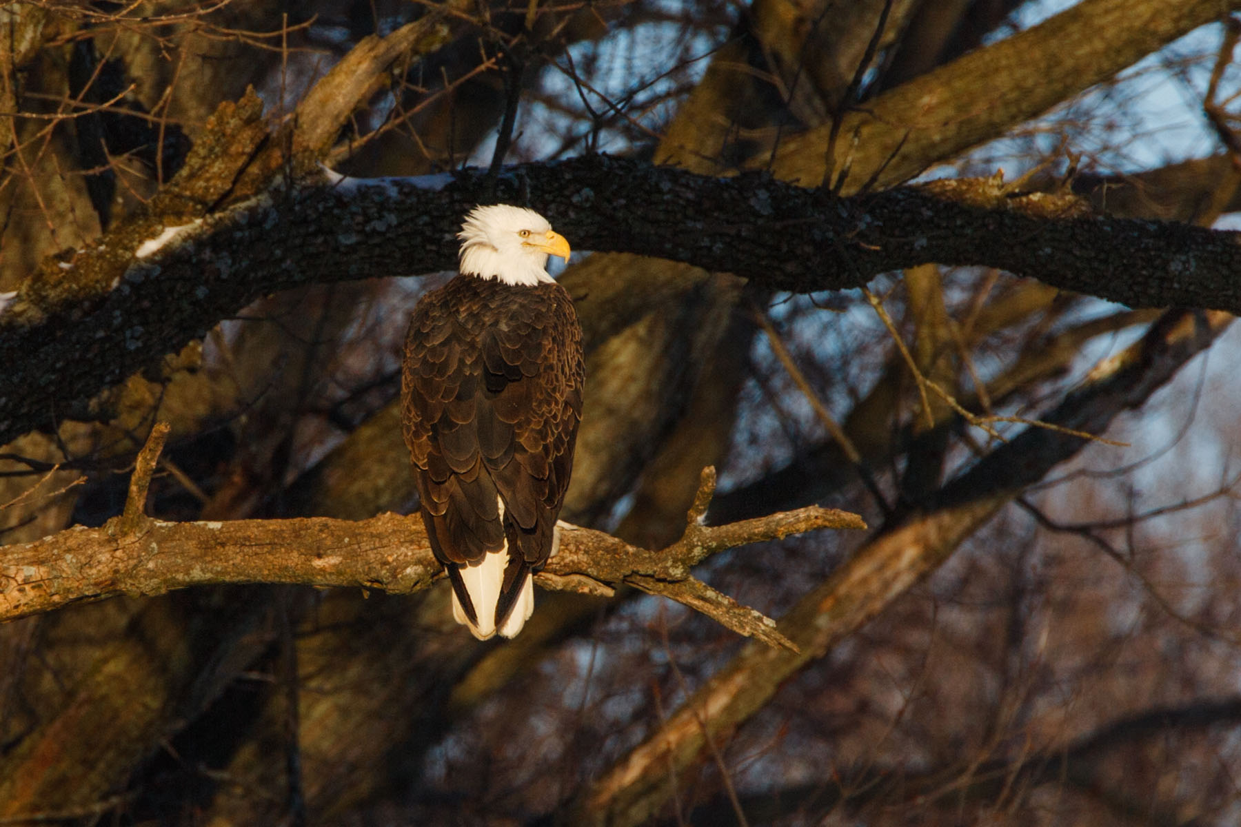 Bald eagle, Mississippi River.  Click for next photo.
