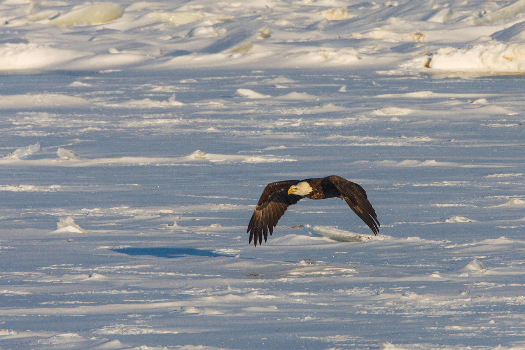 Bald eagle, Mississippi River.  Click for next photo.