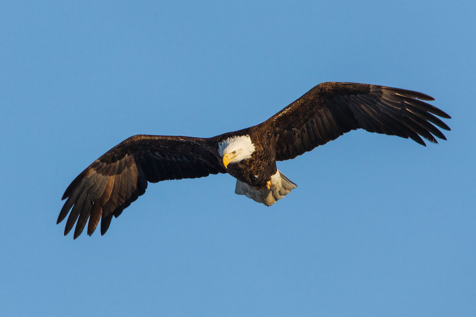 Bald eagle, Mississippi River.  Click for next photo.