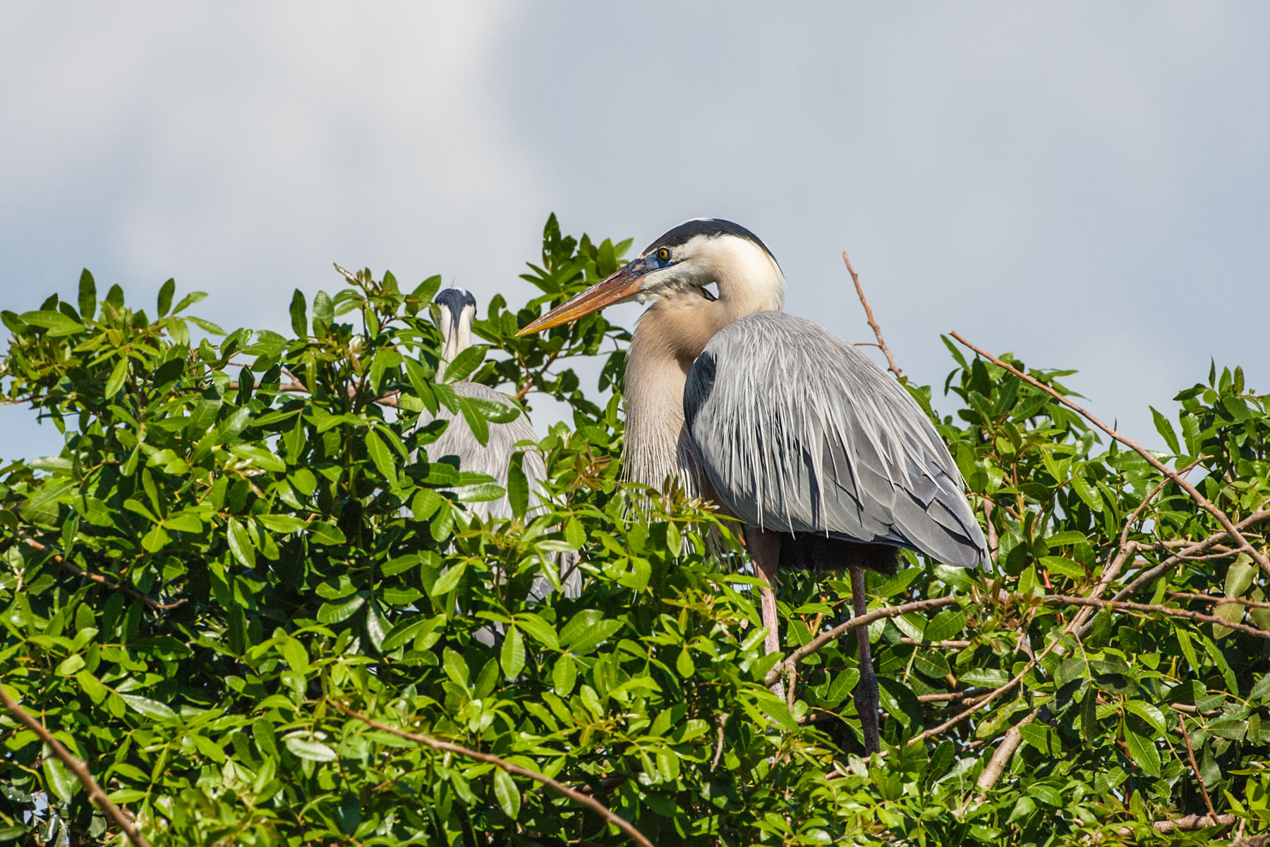 Blue heron, Venice, Florida.  Click for next photo.